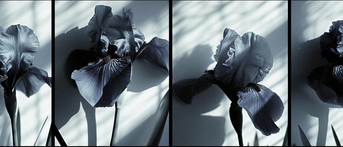 Fragrance Science Unveiled: The Molecular Symphony of Musk & Iris