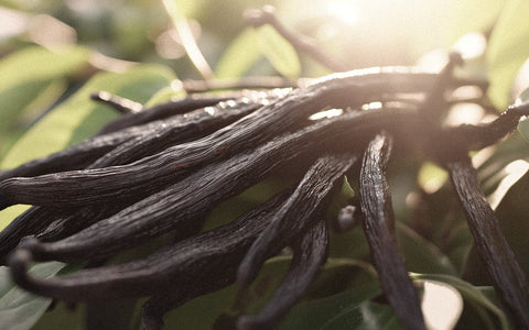 From Bean to Bottle: The Journey of Vanilla as a Fragrance Ingredient
