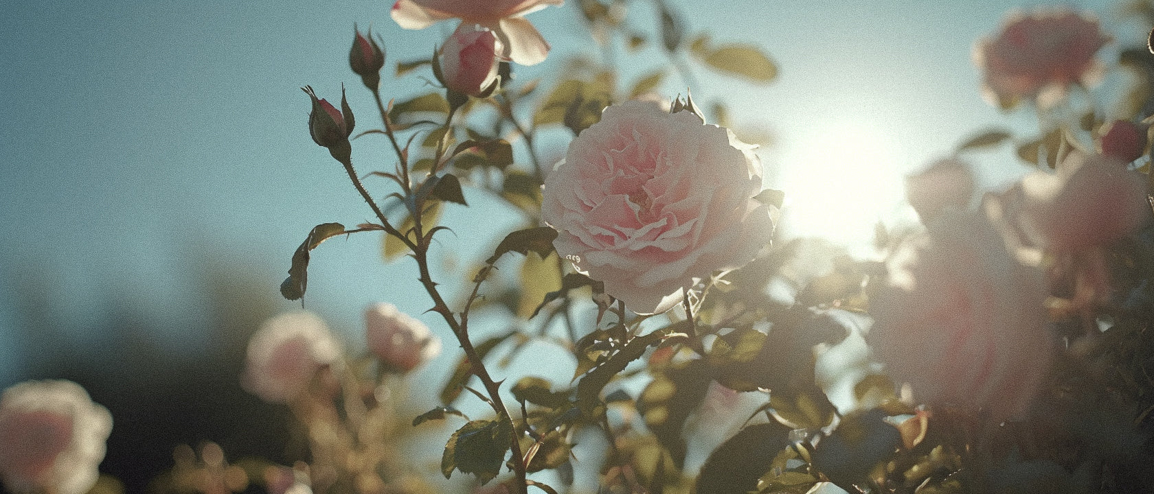 The Captivating Chemistry of Rose de Mai: Perfumery’s Most Precious Floral Essence