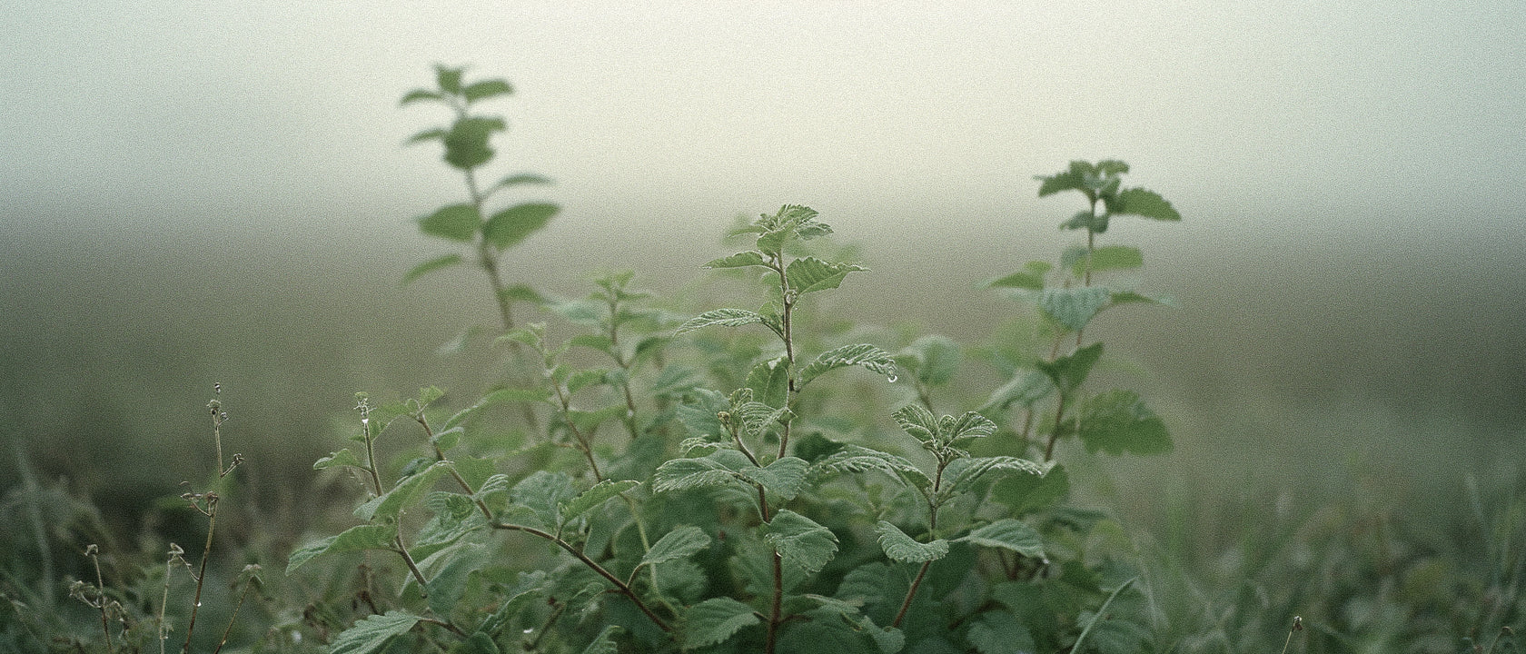 Stop Dismissing Patchouli: The Structural Power Behind Modern Niche Fragrance