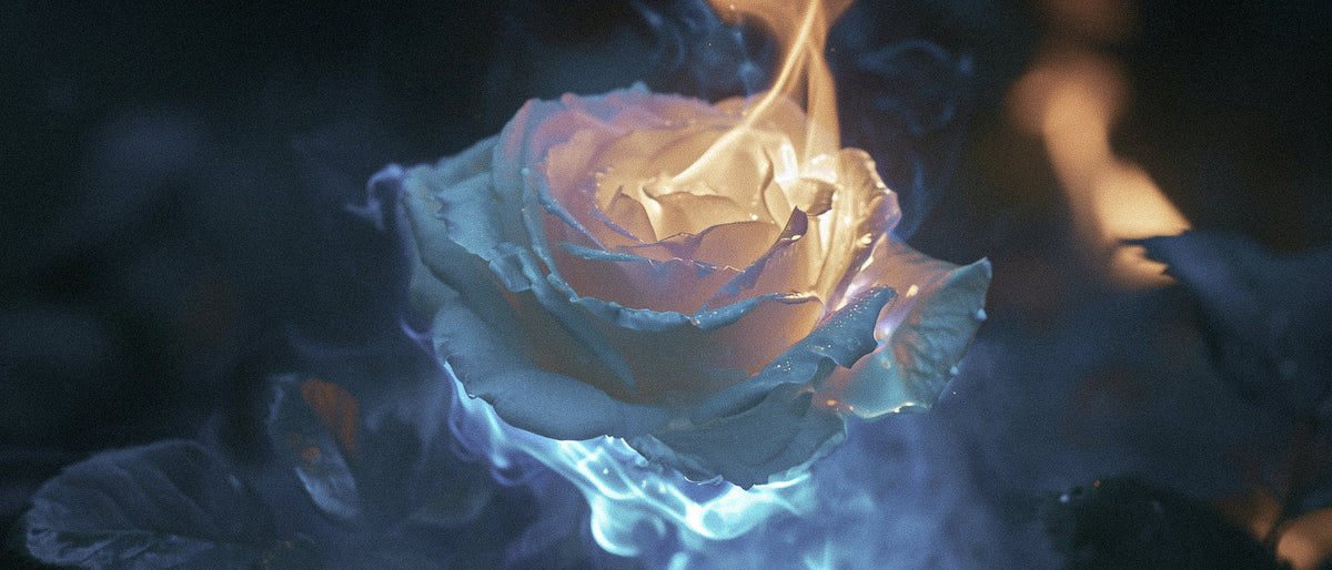 Damask, Centifolia, Gallica: The Definitive Guide to Rose Varieties in Luxury Perfumery