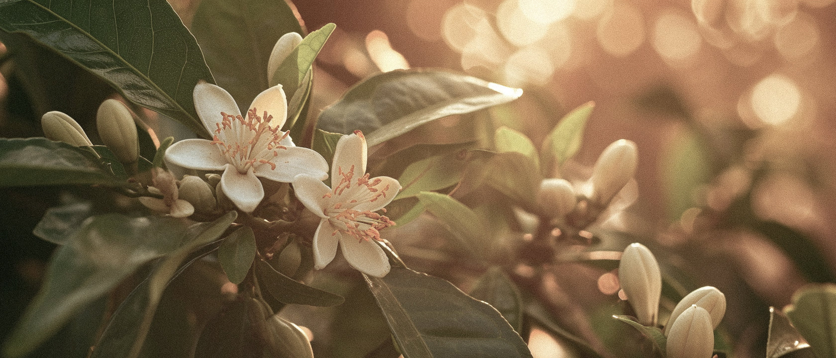 Neroli in New York: How to Build a Sustainable Scent Wardrobe Around Orange Blossom Light