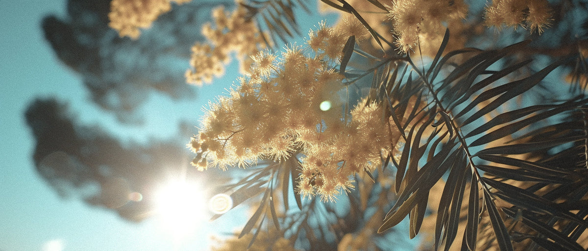 The Science of Mimosa Perfume: How This Fragrance Transforms Mood and Unlocks Memory