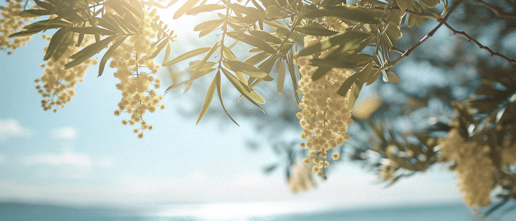 The Secret Architecture of Mimosa Perfume: From Delicate Flower to Lasting Fragrance