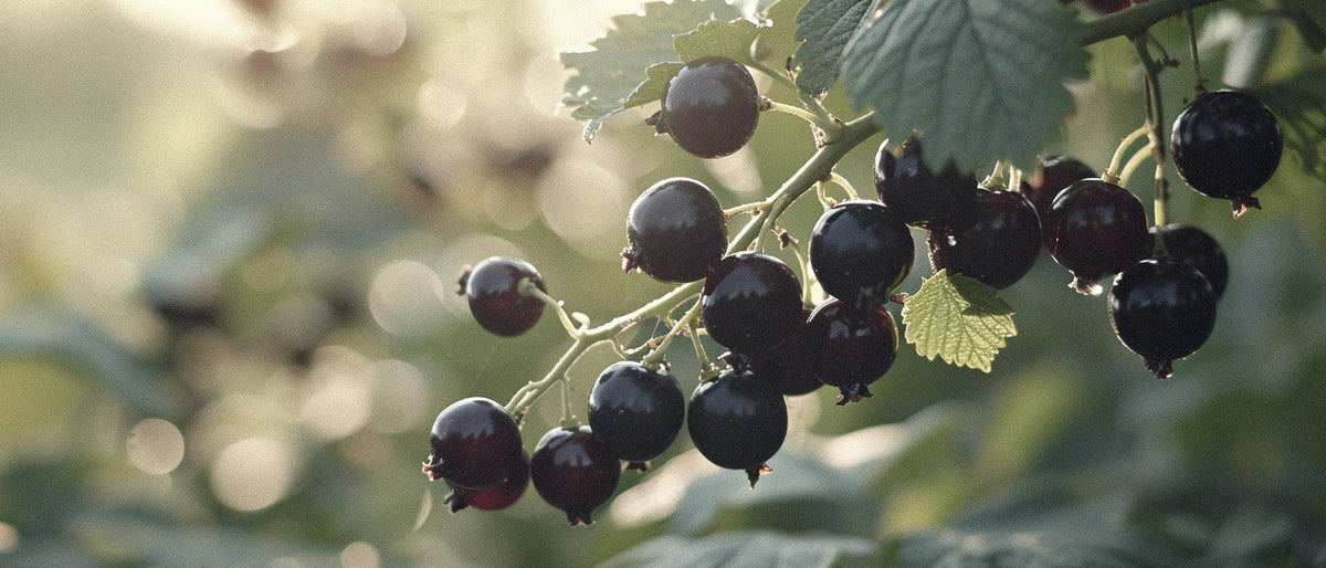 Unveiling Cassis Fragrance: The Complete Guide to Its Notes, Character and Role in Modern Perfumery