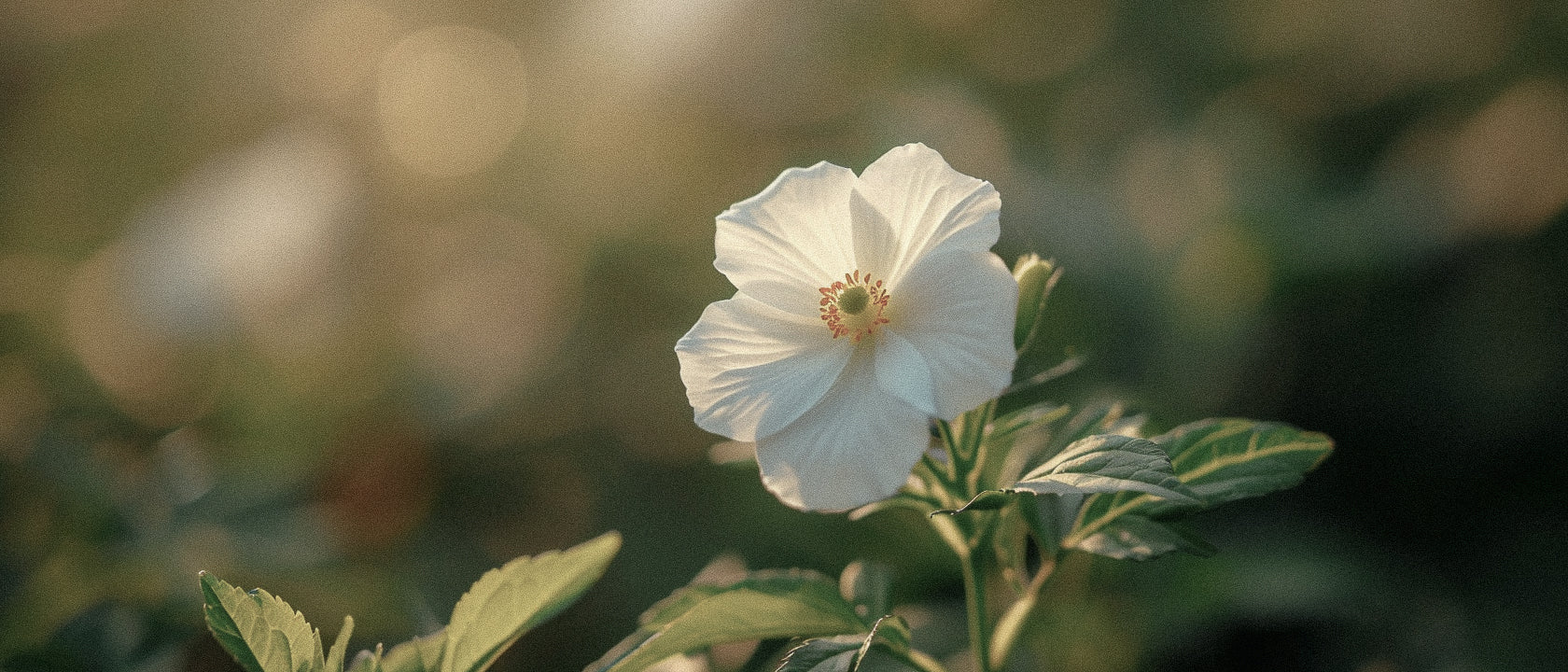 Labdanum Unveiled: The Aromatic Cornerstone of Niche Fragrance and Natural Perfume