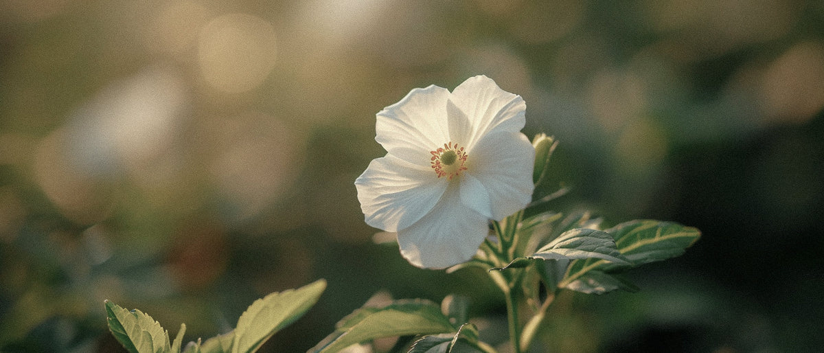 Labdanum Unveiled: The Science Behind Nature's Most Captivating Resin in Perfumery
