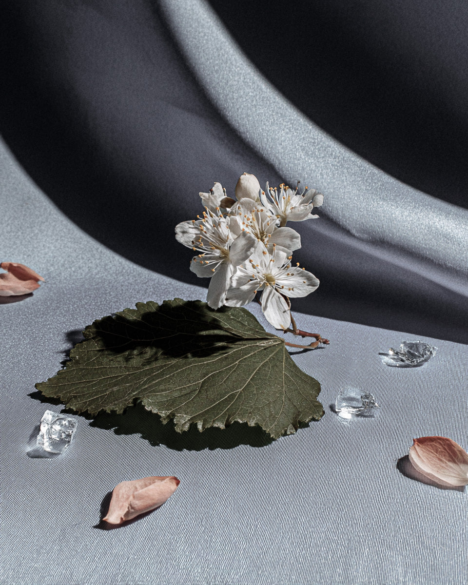 Orchard Tea: The Difference Between Fruit, Flesh, and Bloom