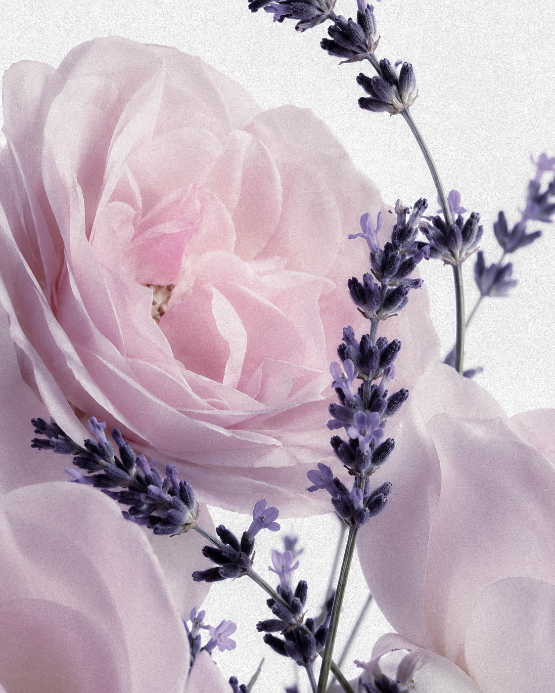 What Is Rose de Mai? The Rose at the Heart of Hollywoodland