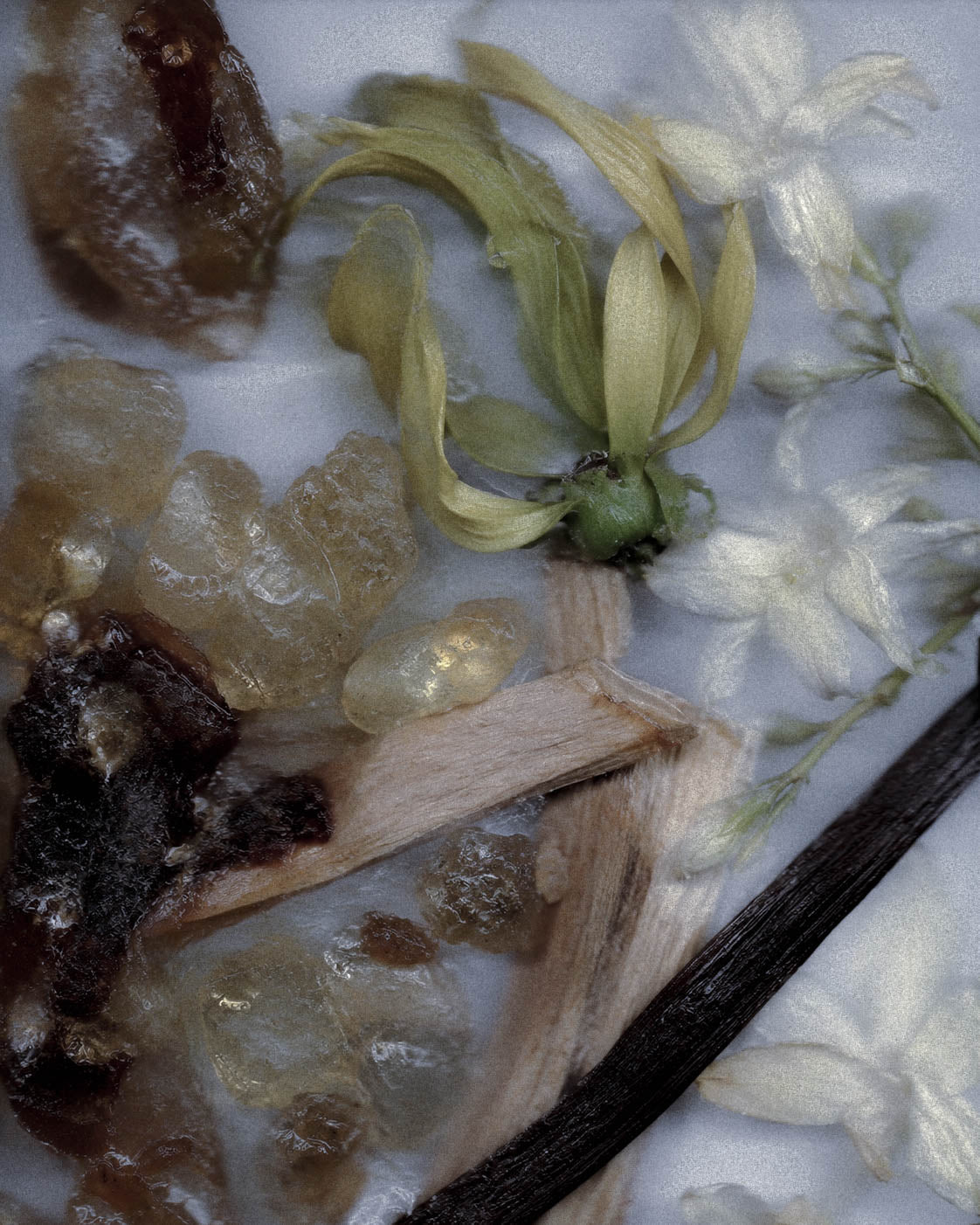 What Is Elemi? The Bright, Peppery Resin Used in Natural Perfume