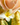 Leveraging Aromatherapy for Attraction: The Role of Plant-Based Perfumes