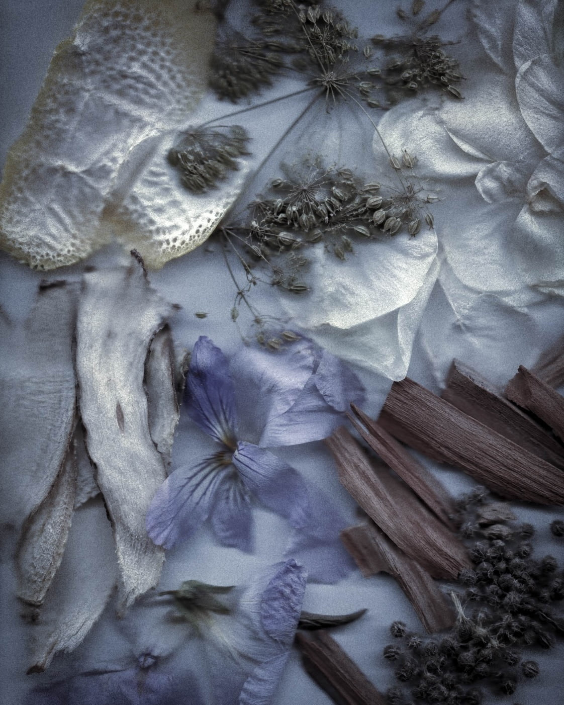 Musk and Iris: The Quiet Structure of Perfume