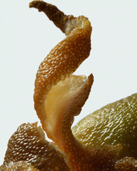 Bitter by Design: Why Orange Peel Gives Tea Its Structure