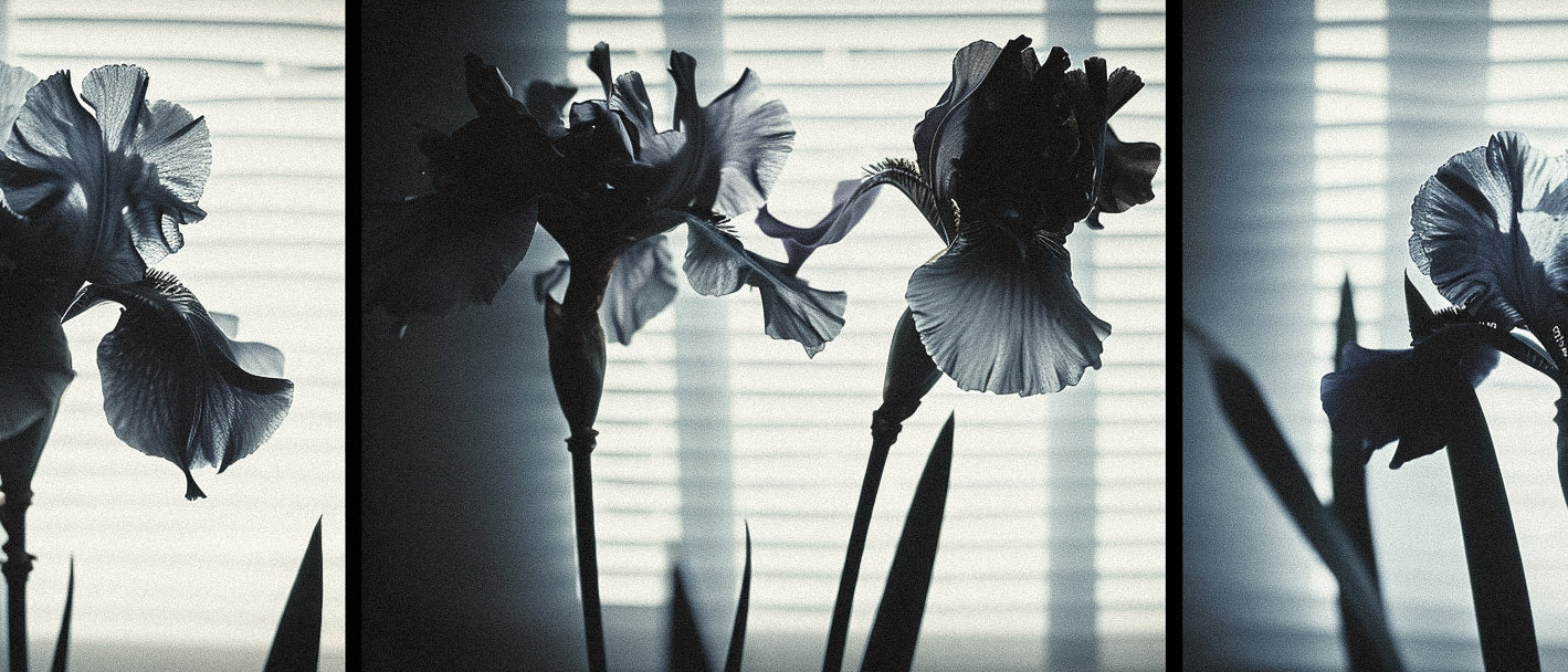 Orris: The Ingredient Behind That "Old Money" Elegance in Perfume