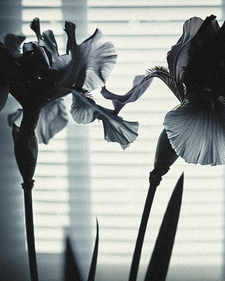 The Science of Iris in Luxury Perfumery: How Orris Butter Creates Timeless Fragrances