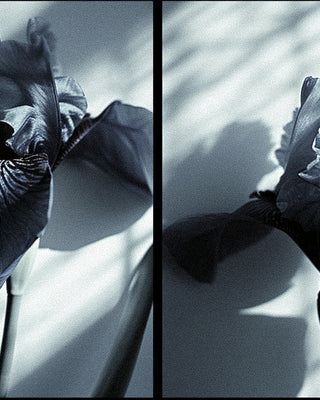 Fragrance Science Unveiled: The Molecular Symphony of Musk & Iris