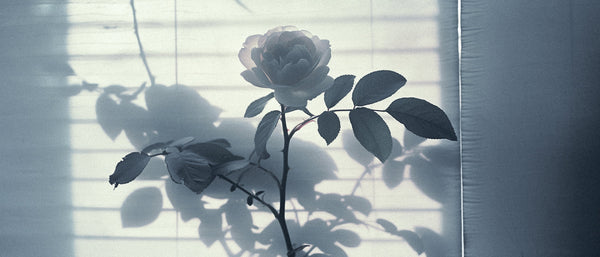 Stop Buying “Floral”: How Rose, Jasmine, and Tuberose Actually Shape a Perfume