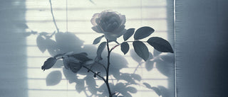 The Floral Trilogy: How Rose, Jasmine, and Tuberose Define Niche Fragrance Creation