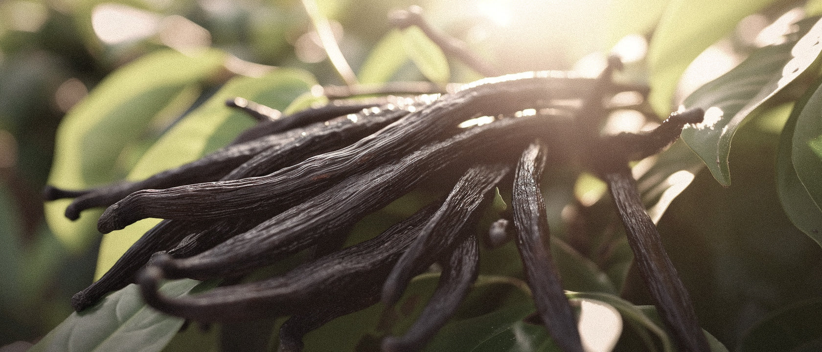 From Bean to Bottle: The Journey of Vanilla as a Fragrance Ingredient