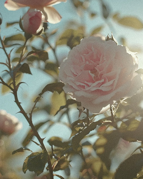 The Captivating Chemistry of Rose de Mai: Perfumery’s Most Precious Floral Essence