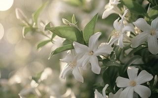 The Green Path to Luxury: Sustainable Sourcing of Jasmine Sambac for High-End Perfumes