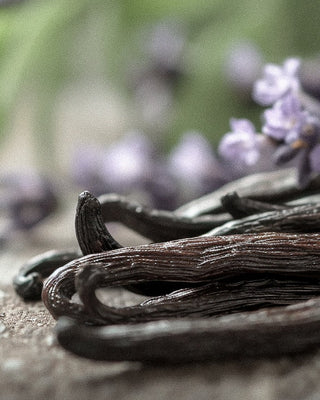 The Vanilla Renaissance: Exploring the Heart of Natural Perfume and Niche Fragrance