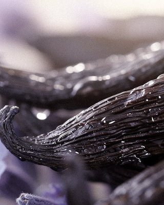 The Ultimate Guide to Lavender and Vanilla Perfume: Nature’s Perfect Aromatic Harmony