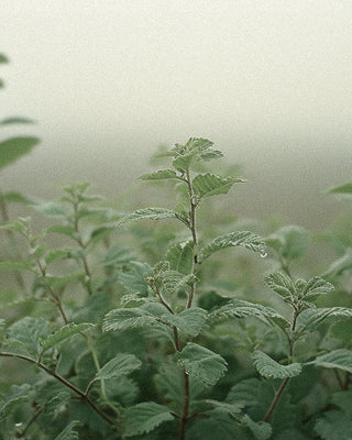 Patchouli: The Secret Ingredient Revolutionizing Niche Fragrance and Sustainable Perfumery