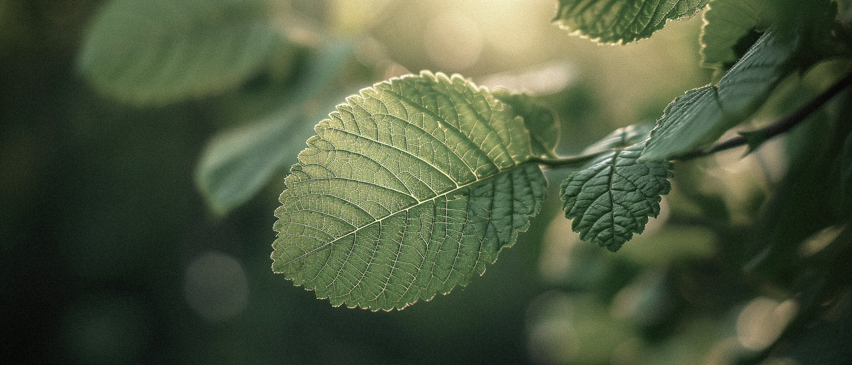 The [Natural Allure] of Patchouli Perfume: History, Fragrance Notes, and What To Look For