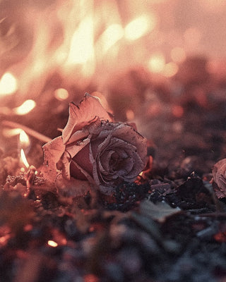 Pink Pepper and Rose: The Molecular Magic Behind Perfumery’s Perfect Pairing