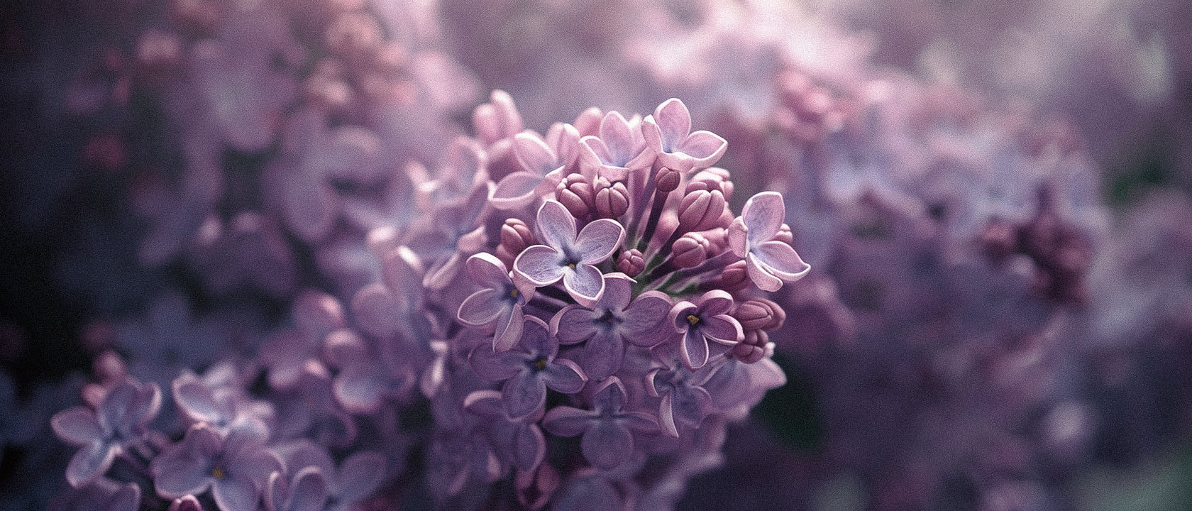 Under the Lilac and Violet Scent Spell: Unveiling the Science behind the Fragrance