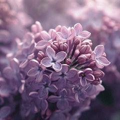Under the Lilac and Violet Scent Spell: Unveiling the Science behind the Fragrance