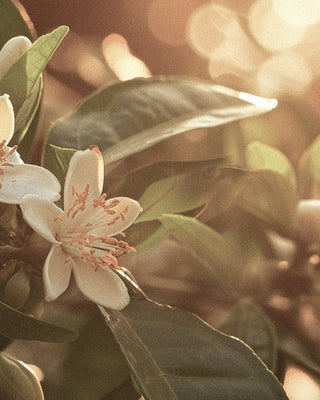 Incorporating Neroli into Your Scent Wardrobe: How to Choose a Natural and Sustainable Perfume