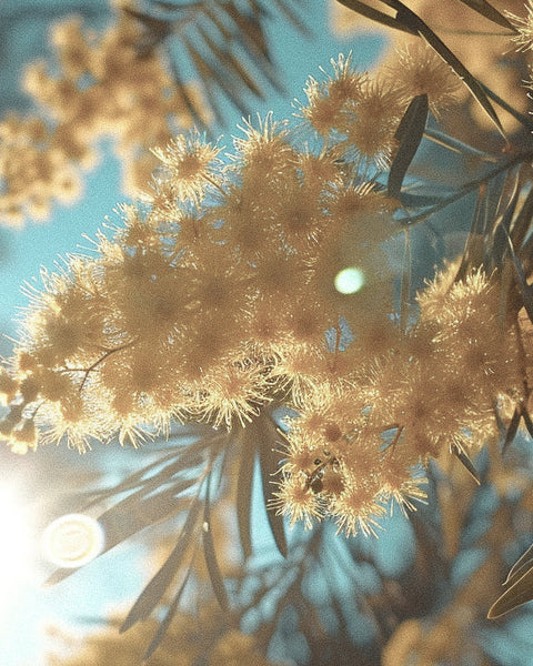 The Science of Mimosa Perfume: How This Fragrance Transforms Mood and Unlocks Memory