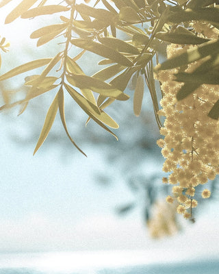 The Secret Architecture of Mimosa Perfume: From Delicate Flower to Lasting Fragrance