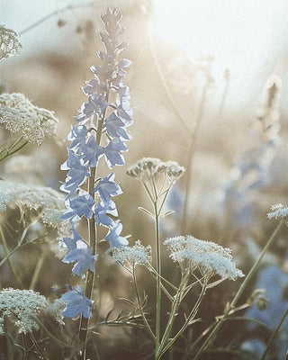 The Perfumer's Green Laboratory: 5 Sustainable Ingredients Defining Modern Eco-Luxury Fragrances