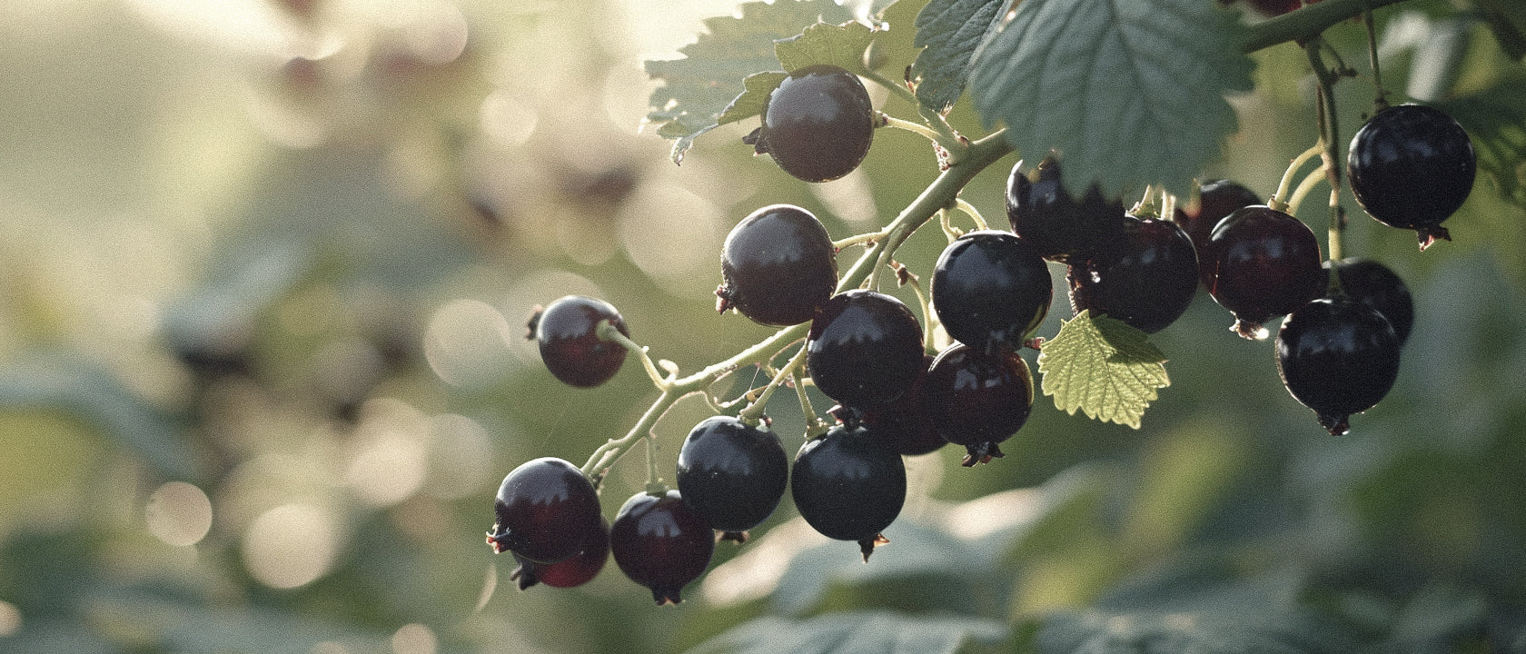 Unveiling Cassis Fragrance: The Complete Guide to Its Notes, Character and Role in Modern Perfumery