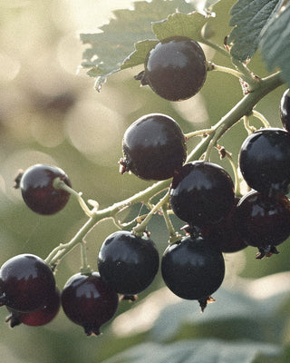 Unveiling Cassis Fragrance: The Complete Guide to Its Notes, Character and Role in Modern Perfumery