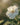 Labdanum Unveiled: The Aromatic Cornerstone of Niche Fragrance and Natural Perfume