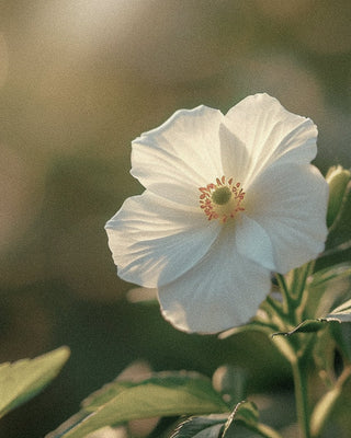Labdanum Unveiled: The Aromatic Cornerstone of Niche Fragrance and Natural Perfume