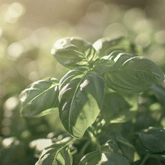 From Garden to Bottle: The Journey of Basil as a Fragrance Ingredient