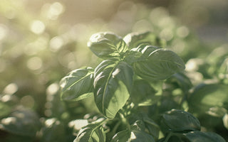 From Garden to Bottle: The Journey of Basil as a Fragrance Ingredient
