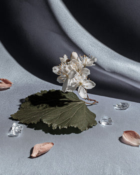 Orchard Tea: The Difference Between Fruit, Flesh, and Bloom