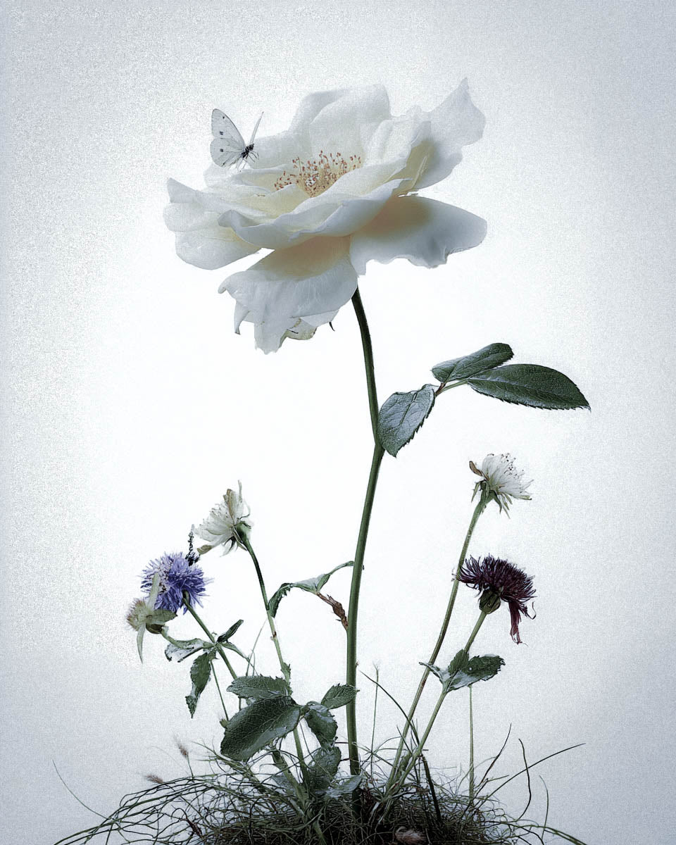 What Does Rose Smell Like? Why One Flower Can Become a Hundred Different Perfumes