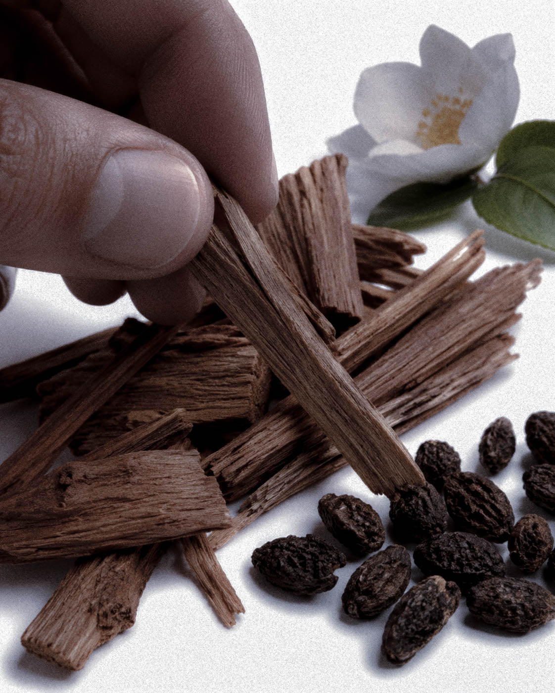What Does Sandalwood Smell Like? Warm Wood, Skin, and Sunlit Air