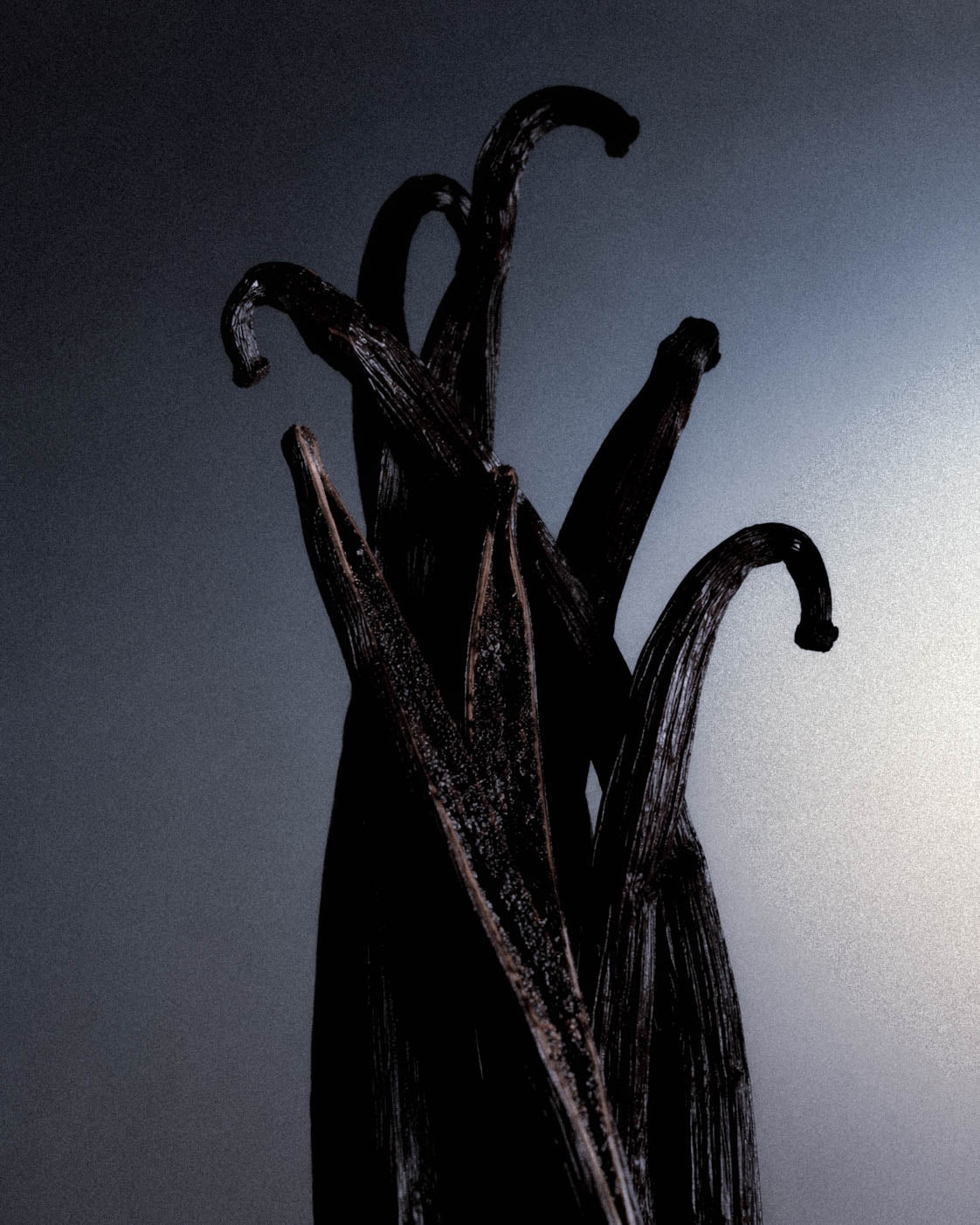 What Does Vanilla Smell Like? Warmth, Smoke, Skin, and the Vanilla Beyond Sugar