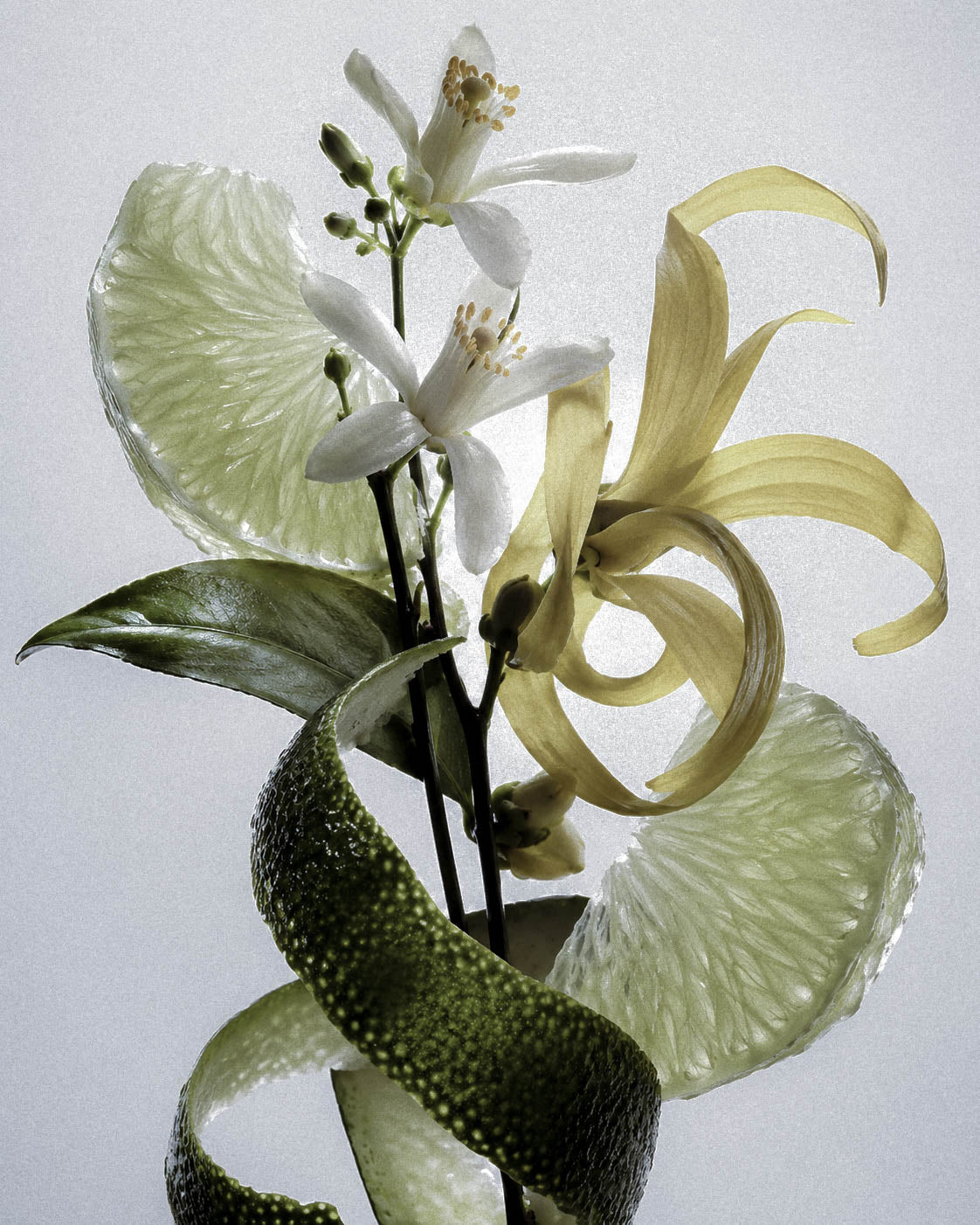 What Is a Floral Accord? How Perfumers Build the Smell of Flowers
